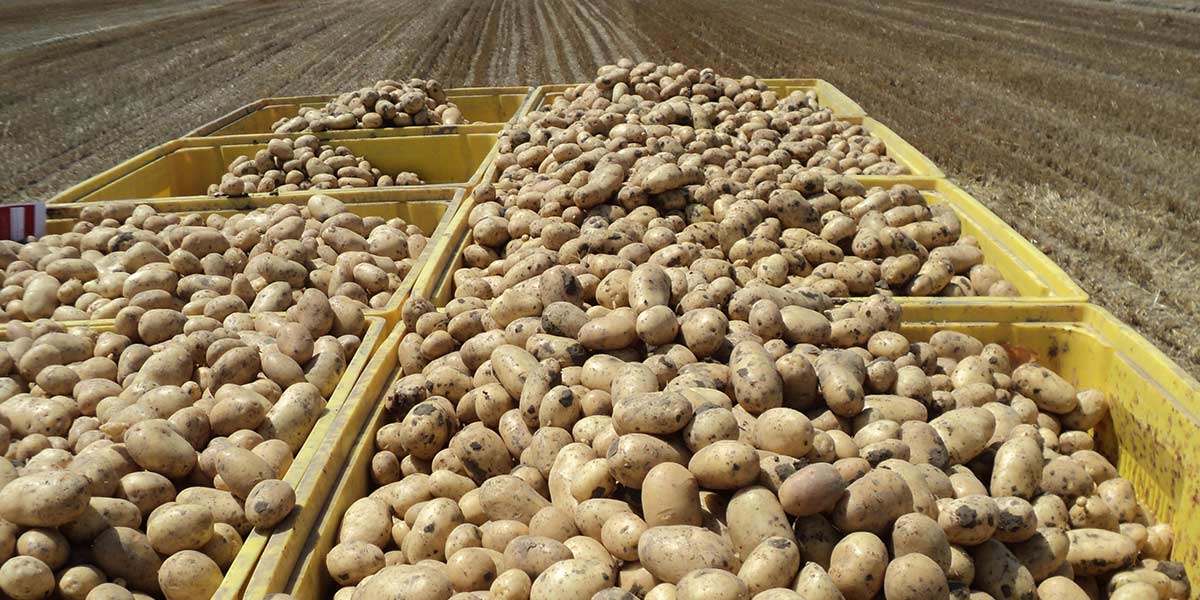 Apofruit: liquidazione primaverile ai soci di 22 milioni di euro